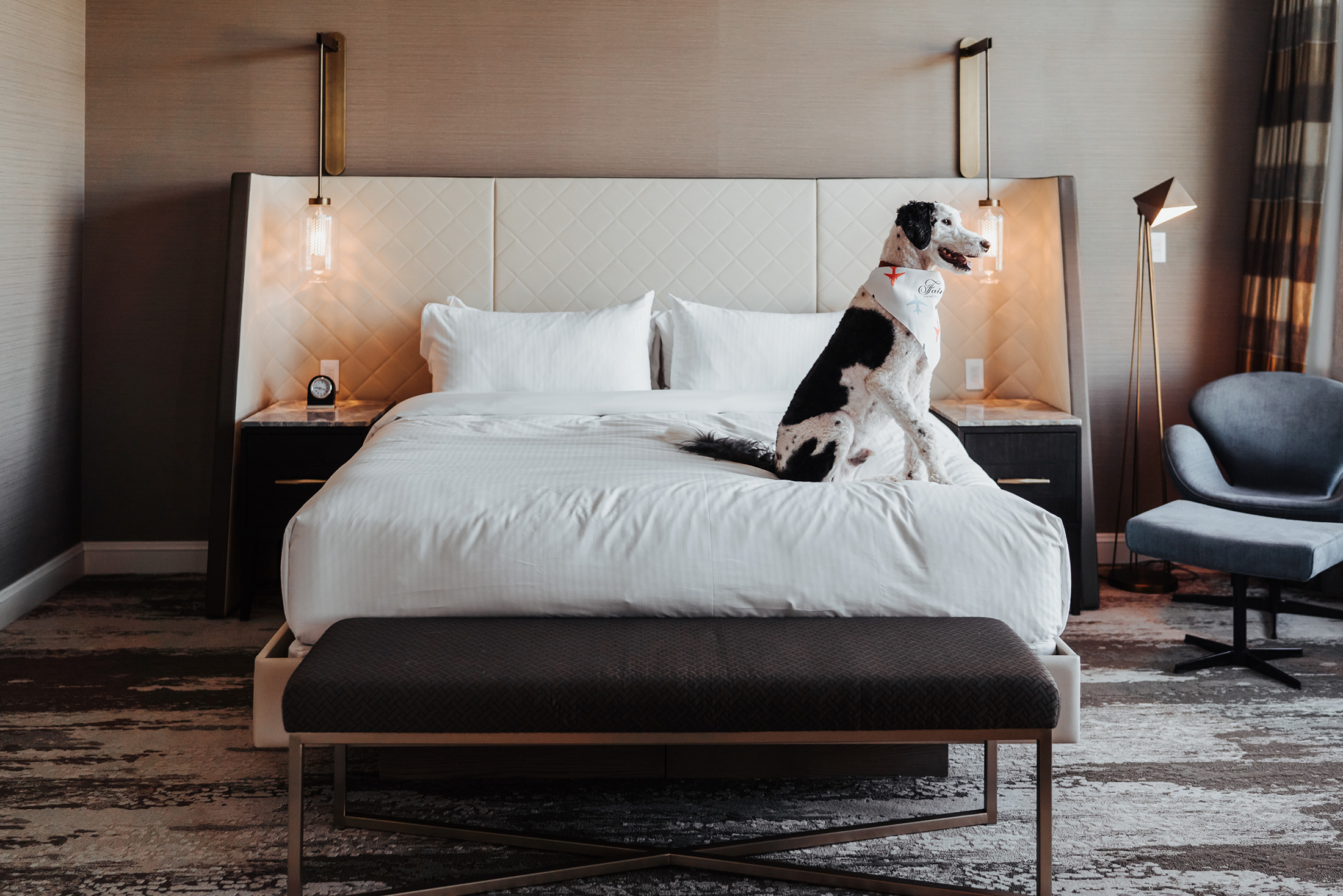 a dog in a bandana sitting on the bed